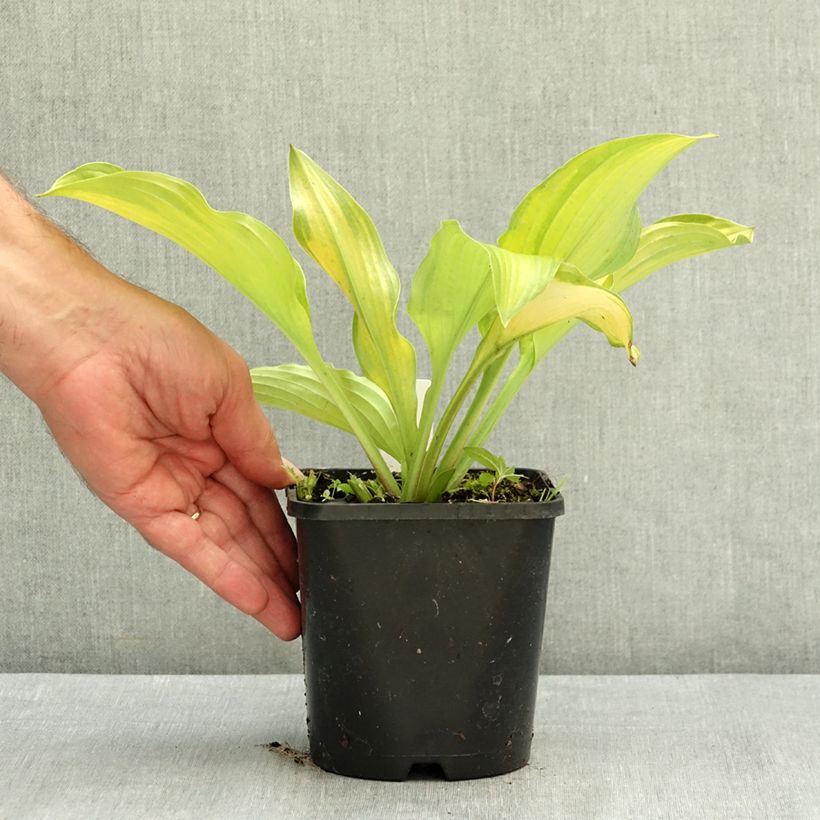 Exemplaar van Hosta Django - Hartlelie Pot van 1,5 l/2 l zoals geleverd in de zomer