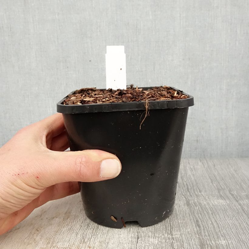 Exemplaar van Hosta Dream Queen - Hartlelie Pot van 1,5 l/2 l zoals geleverd in de lente