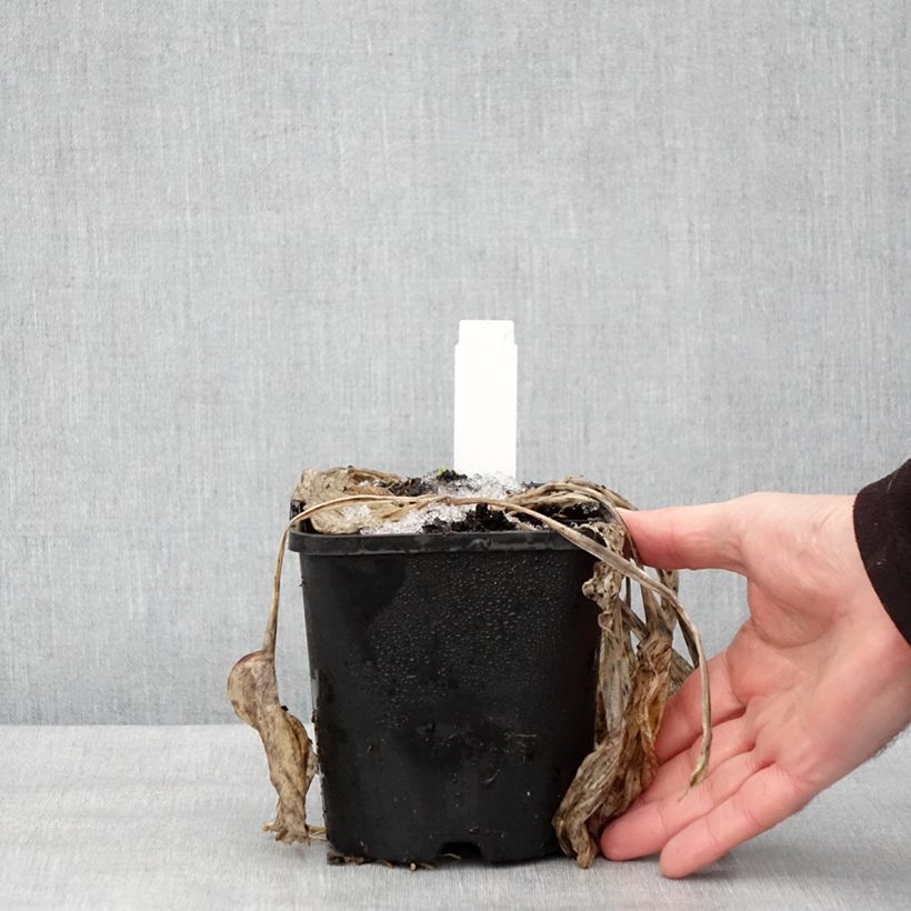 Example of Hosta Earth Angel - Hartlelie Pot van 1,5 l/2 l as you get in hiver