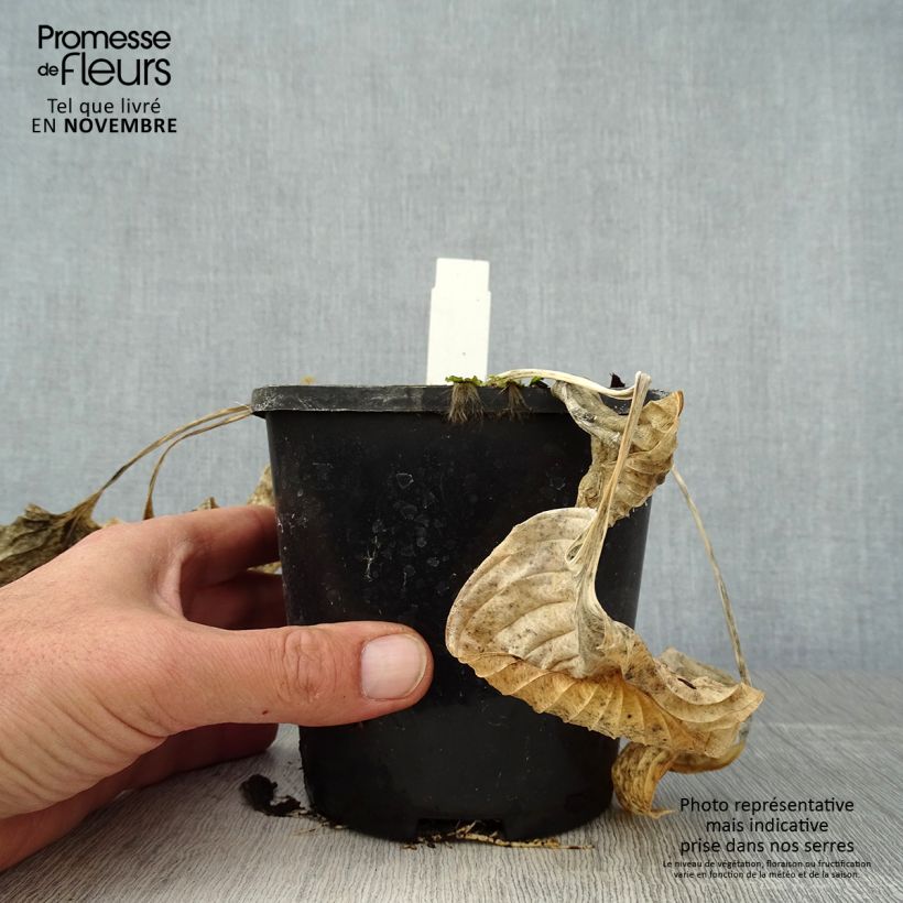 Exemplaar van Hosta Eye Catcher - Hartlelie Pot van 1,5 l/2 l zoals geleverd in de herfst