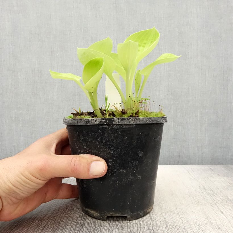 Exemplaar van Hosta Eye Catcher - Hartlelie Pot van 1,5 l/2 l zoals geleverd in de lente