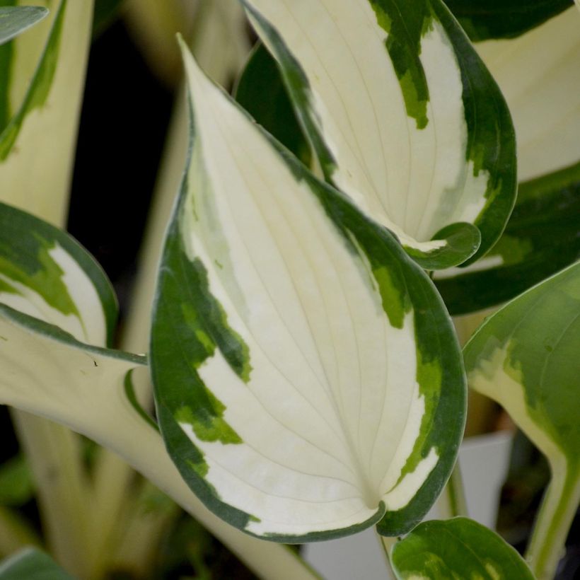 Hosta Fire and Ice - Hartlelie (Blad)