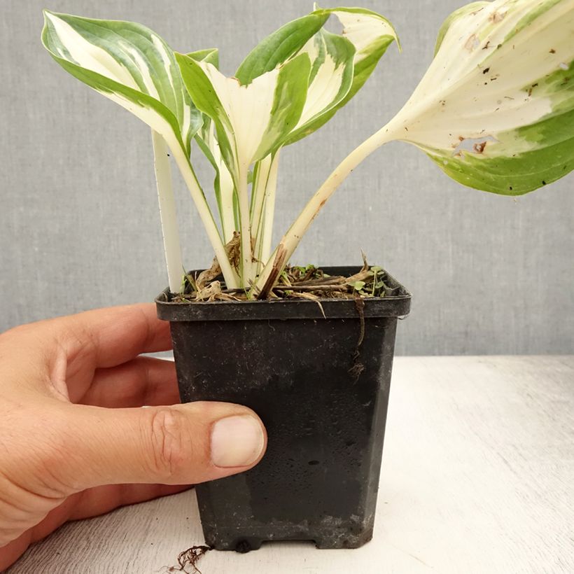 Exemplaar van Hosta Fire and Ice - Hartlelie Kweekpotje van 8/9 cm zoals geleverd in de zomer