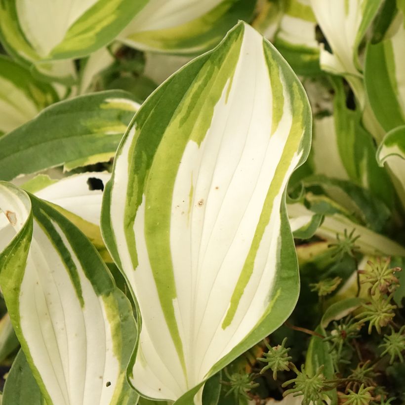 Hosta Fire and Ice - Hartlelie (Blad)