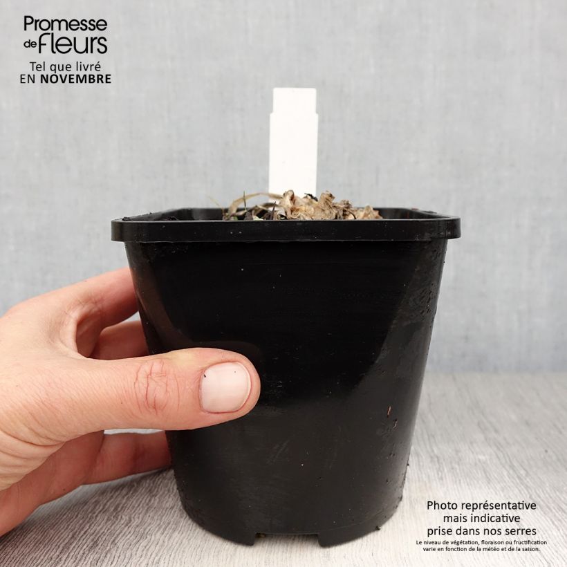 Exemplaar van Hosta Fire and Ice - Hartlelie Pot van 1,5 l/2 l zoals geleverd in de herfst