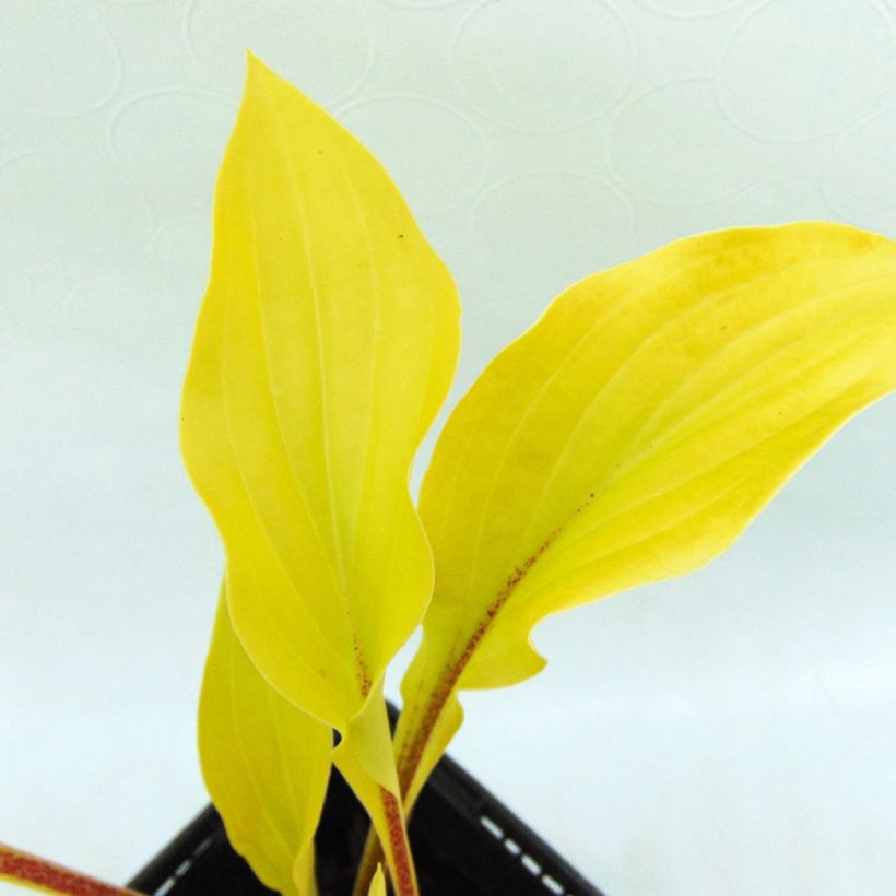 Hosta Fire Island - Hartlelie (Blad)