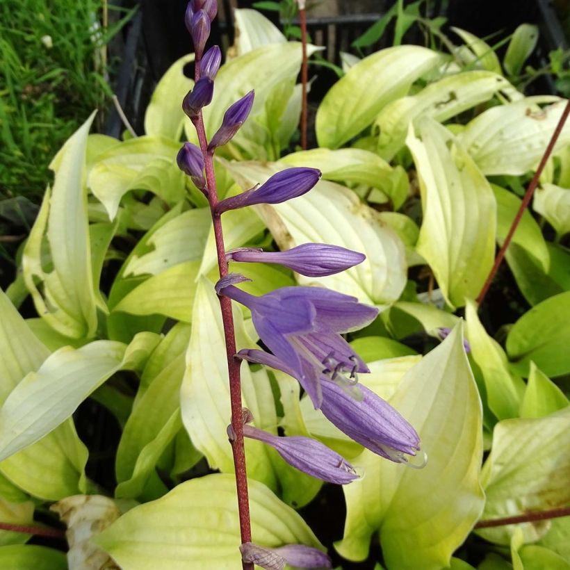Hosta Fire Island - Hartlelie (Bloei)