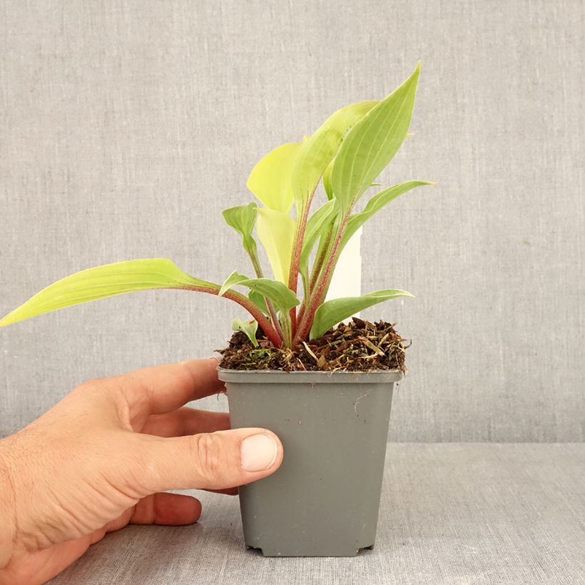 Exemplaar van Hosta Fire Island - Hartlelie Kweekpotje van 8/9 cm zoals geleverd in de herfst