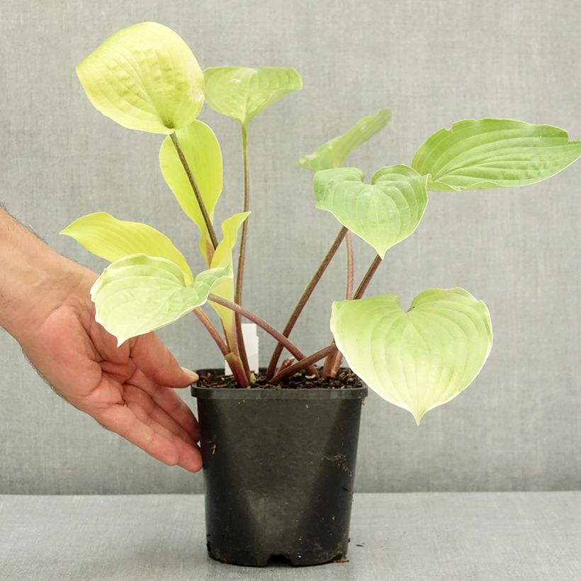 Exemplaar van Hosta Fire Island - Hartlelie Pot van 2 l/3 l zoals geleverd in de zomer