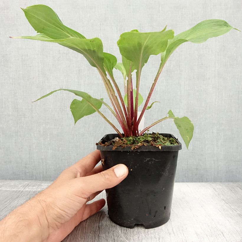 Exemplaar van Hosta First Blush - Hartlelie Pot van 1,5 l/2 l zoals geleverd in de zomer