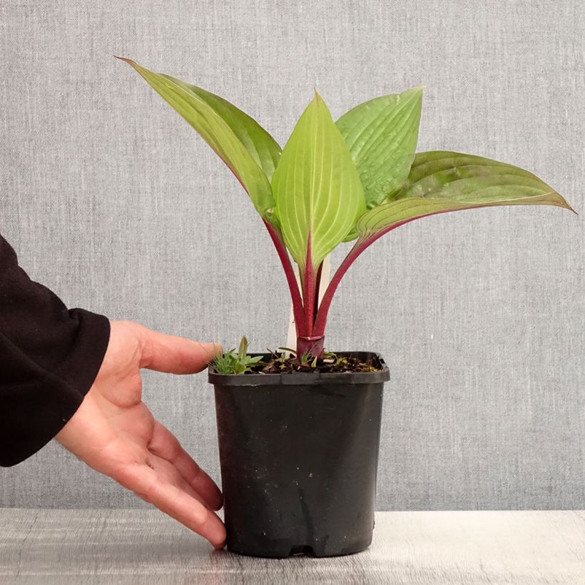 Exemplaar van Hosta First Blush - Hartlelie Pot van 1,5 l/2 l zoals geleverd in de lente