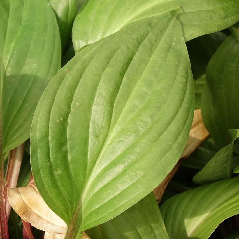 Hosta First Blush - Hartlelie (Blad)