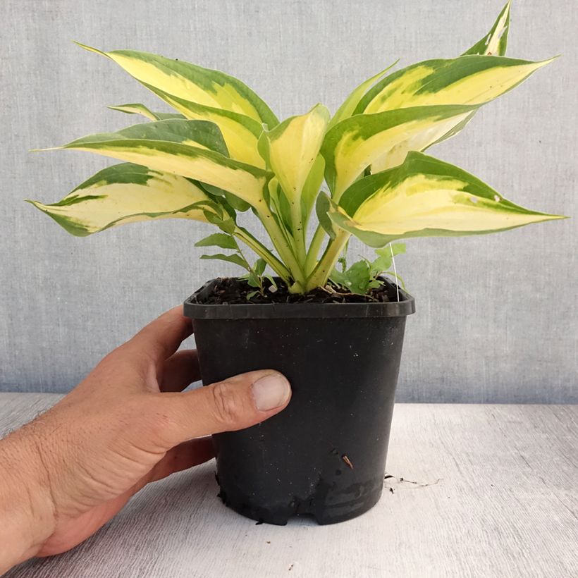 Exemplaar van Hosta Forbidden Fruit - Hartlelie Pot van 1,5 l/2 l zoals geleverd in de zomer