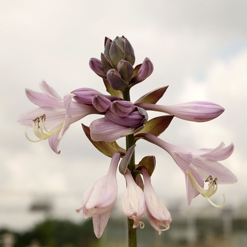 Hosta fortunei Gold Standard - Hartlelie (Blad)