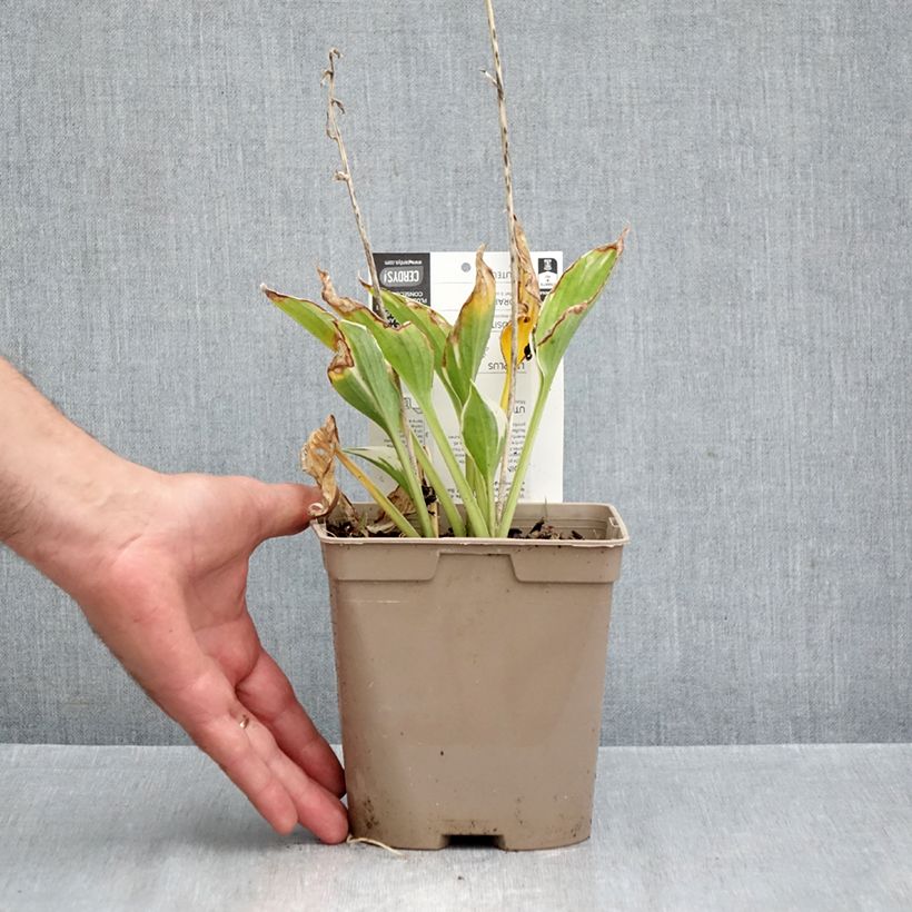 Exemplaar van Hosta fortunei Patriot - Hartlelie Pot van 2 l/3 l zoals geleverd in de herfst