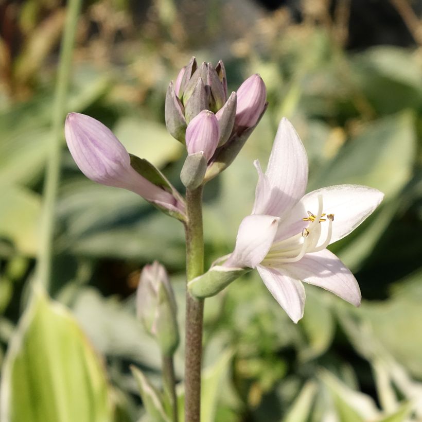 Hosta fortunei Patriot - Hartlelie (Bloei)