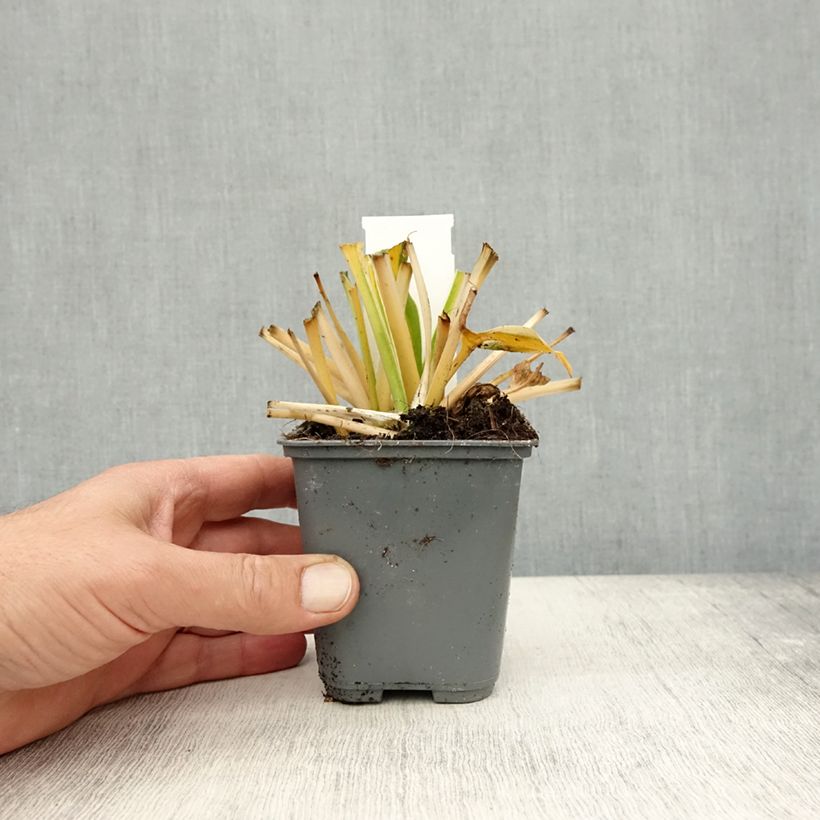Exemplaar van Hosta fortunei Twilight - Hartlelie Kweekpotje van 8/9 cm zoals geleverd in de herfst