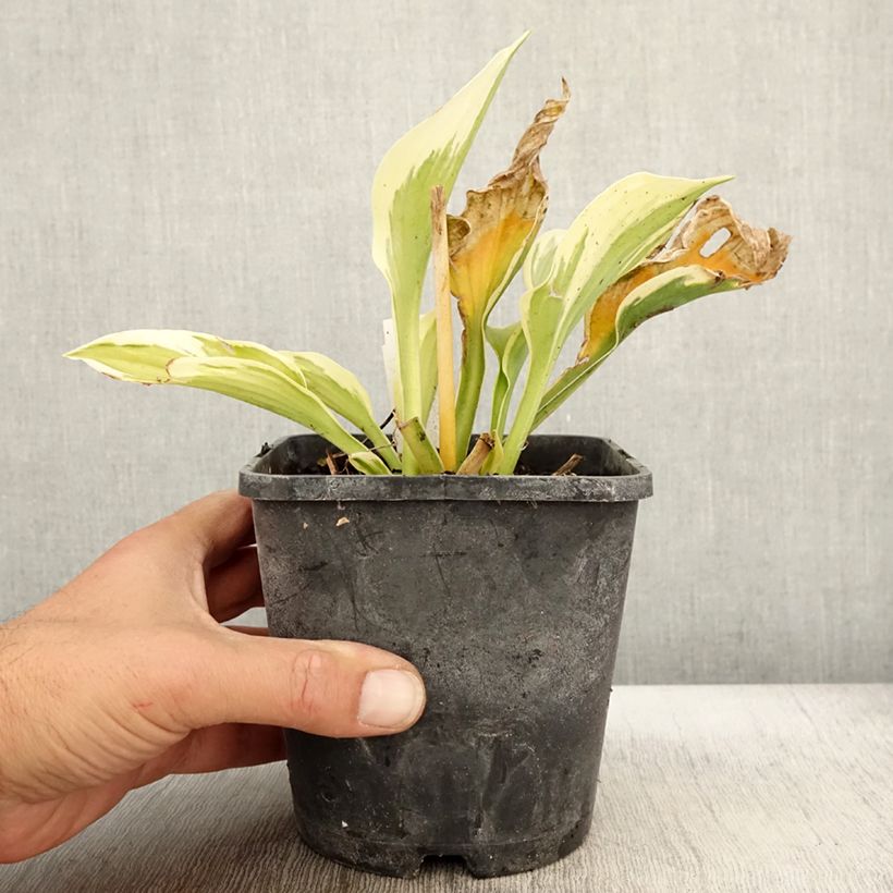 Exemplaar van Hosta fortunei Twilight - Hartlelie Pot van 1,5 l/2 l zoals geleverd in de herfst