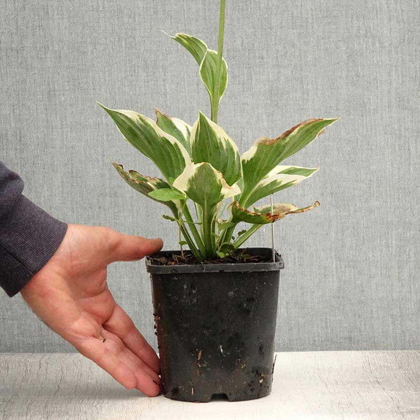 Exemplaar van Hosta fortunei Twilight - Hartlelie Pot van 1,5 l/2 l zoals geleverd in de zomer