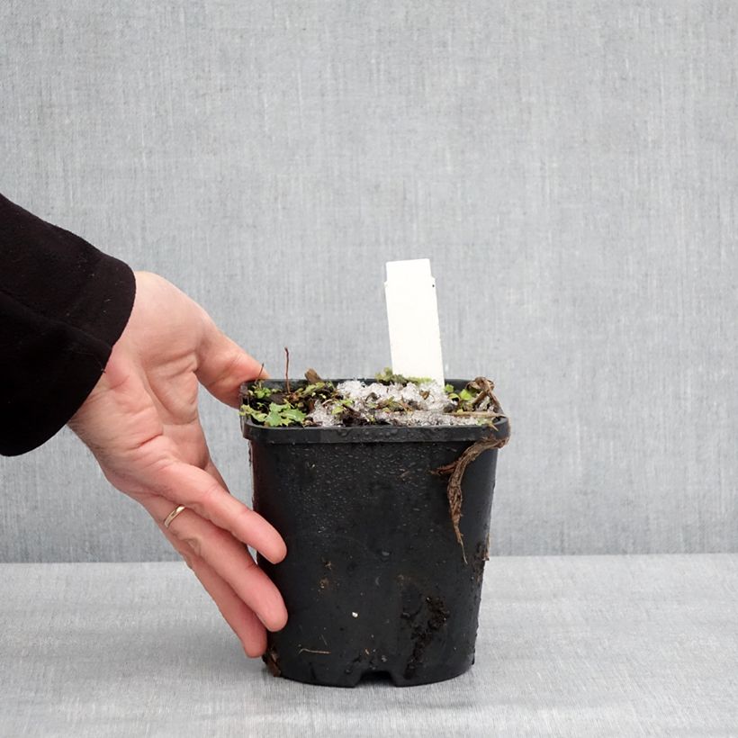 Example of Hosta fortunei Twilight - Hartlelie Pot van 1,5 l/2 l as you get in hiver