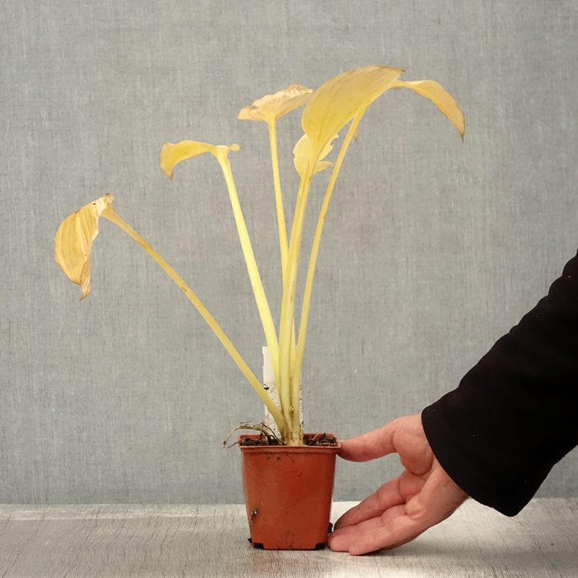 Exemplaar van Hosta fortunei hyacinthina - Hartlelie Kweekpotje van 8/9 cm zoals geleverd in de herfst
