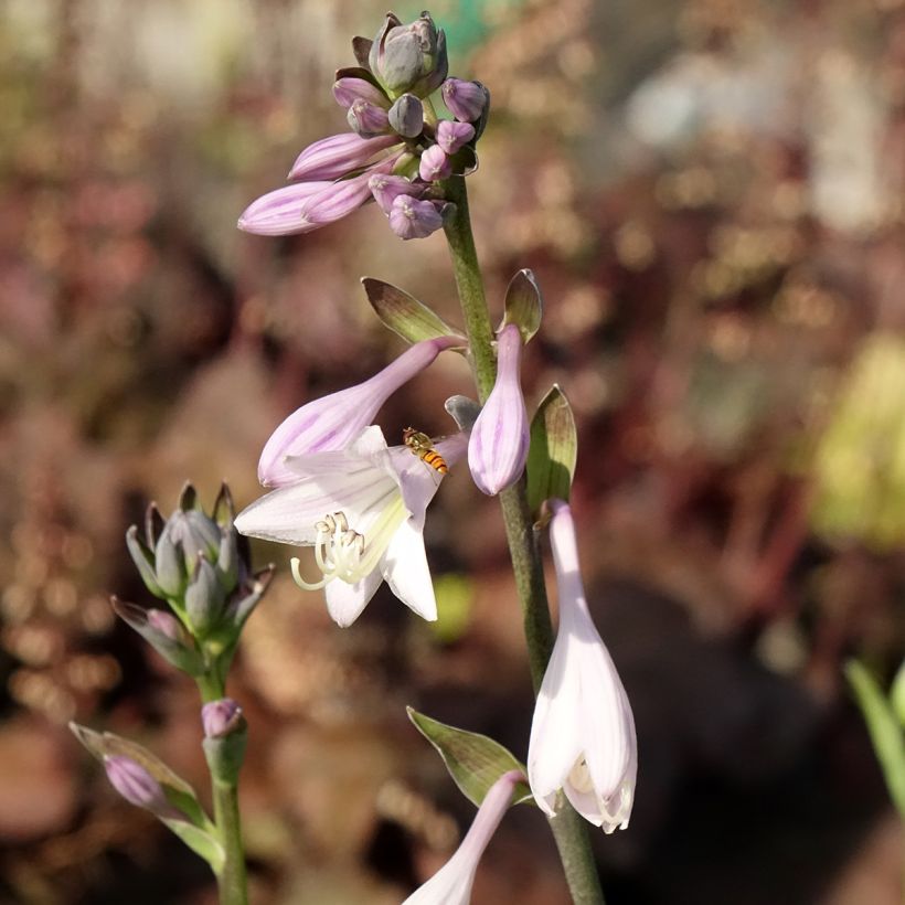 Hosta fortunei hyacinthina - Hartlelie (Bloei)