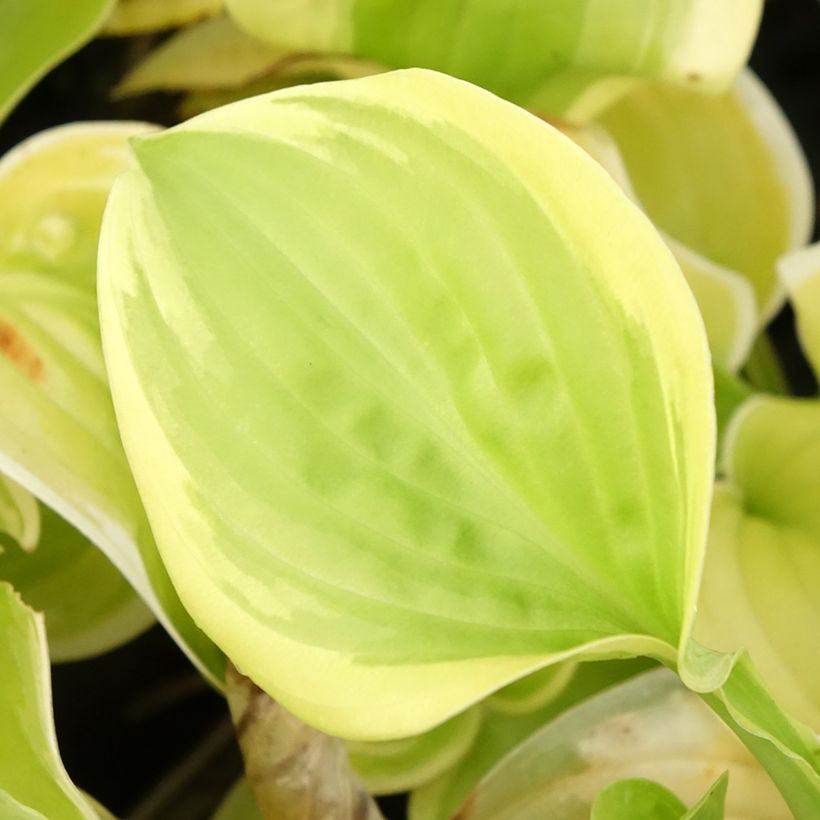 Hosta Fragrant Bouquet - Hartlelie (Blad)