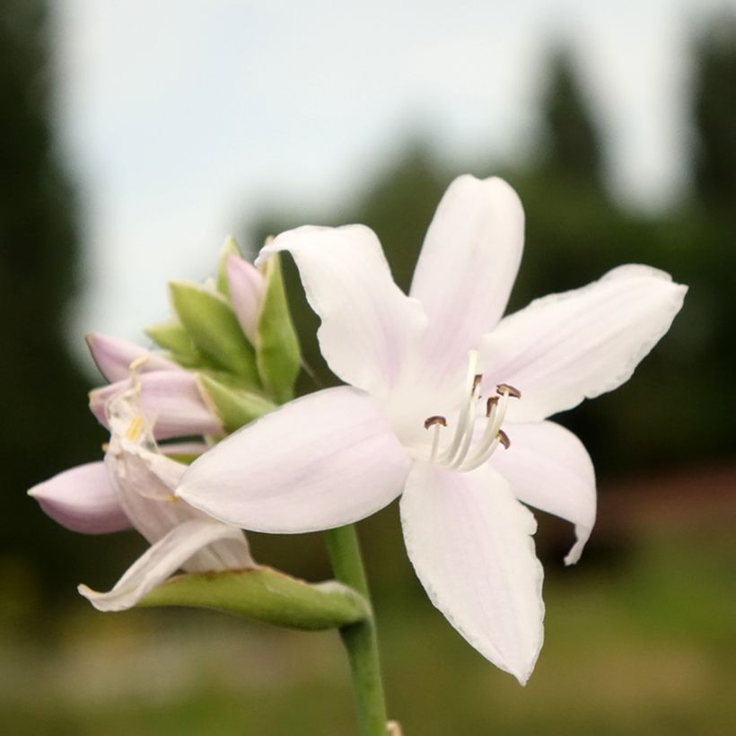 Hosta Fragrant Bouquet - Hartlelie (Bloei)