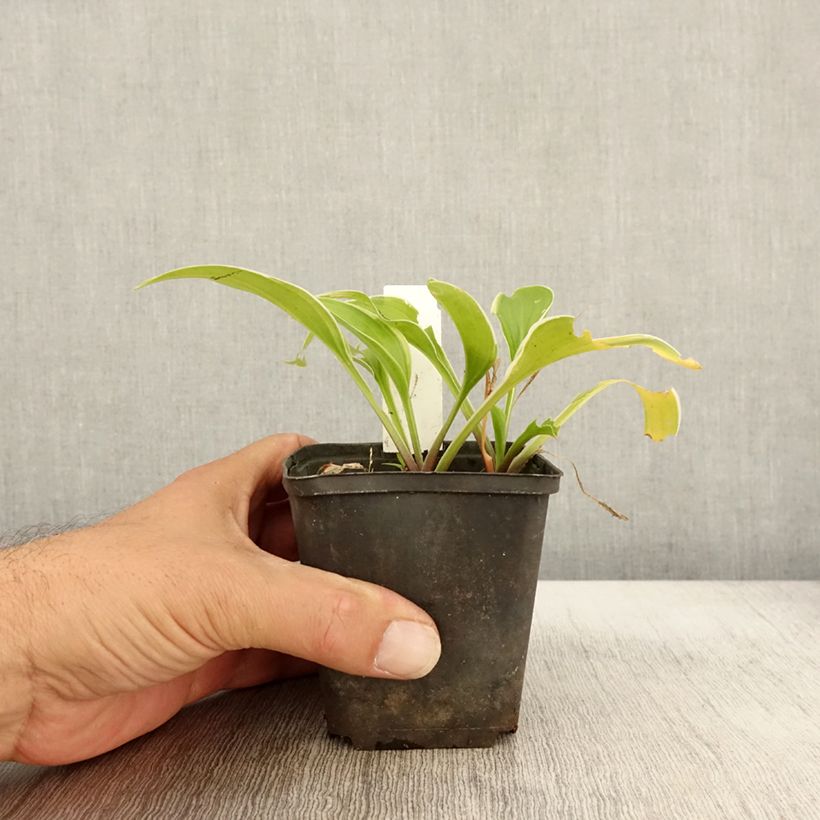 Exemplaar van Hosta Fragrant Fire - Hartlelie Kweekpotje van 8/9 cm zoals geleverd in de herfst