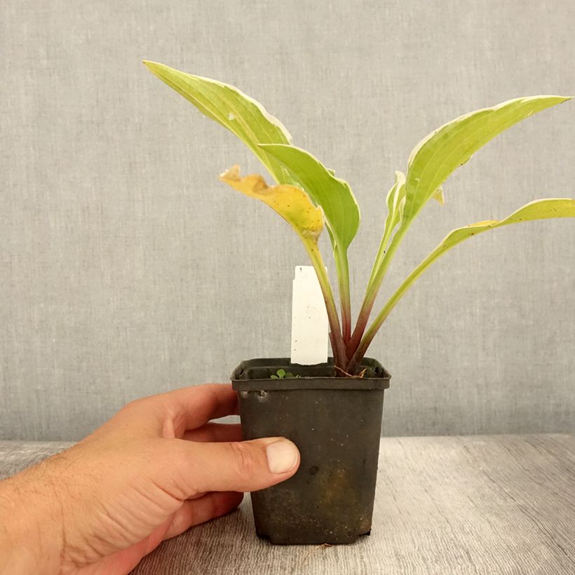 Exemplaar van Hosta Fragrant Fire - Hartlelie Kweekpotje van 8/9 cm zoals geleverd in de zomer