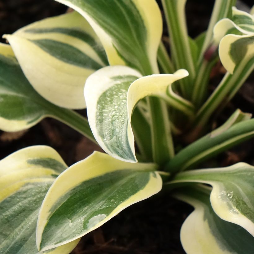 Hosta Frosted Mouse Ears - Hartlelie (Blad)