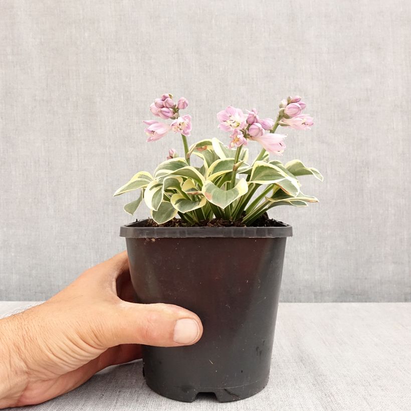 Exemplaar van Hosta Frosted Mouse Ears - Hartlelie Pot van 1,5 l/2 l zoals geleverd in de zomer