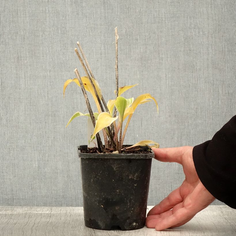 Exemplaar van Hosta Frosted Raspberry - Hartlelie Pot van 1,5 l/2 l zoals geleverd in de herfst