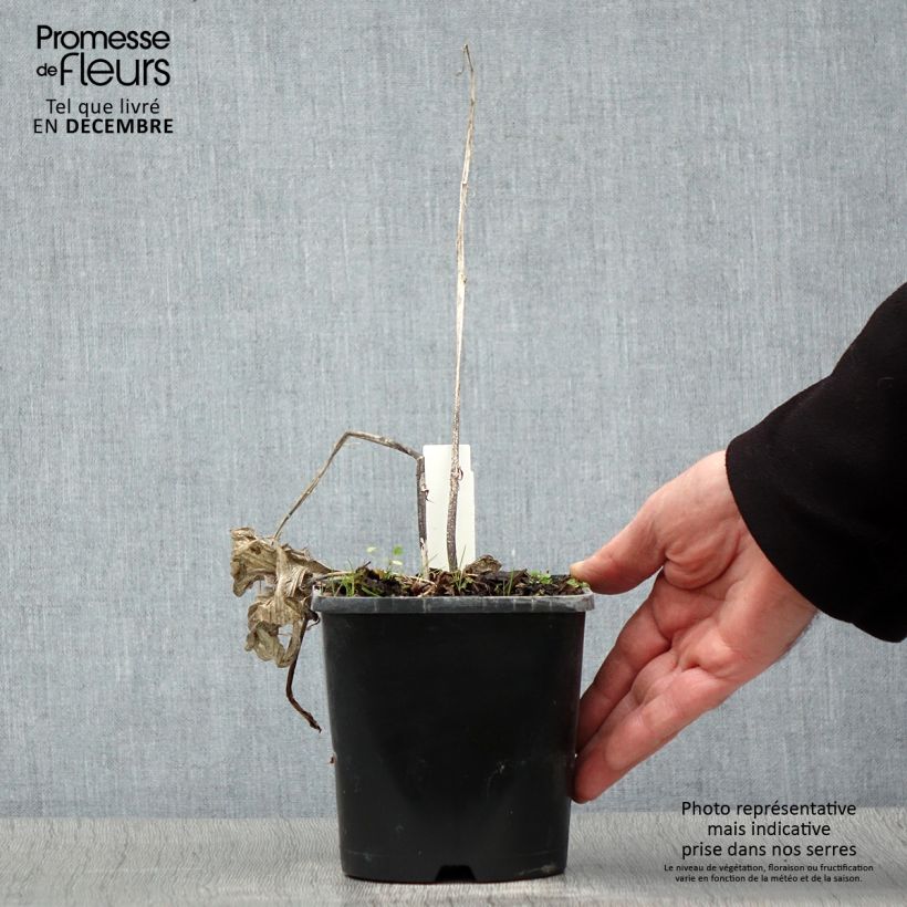 Example of Hosta Frosted Raspberry Pot van 1,5 l/2 l as you get in hiver