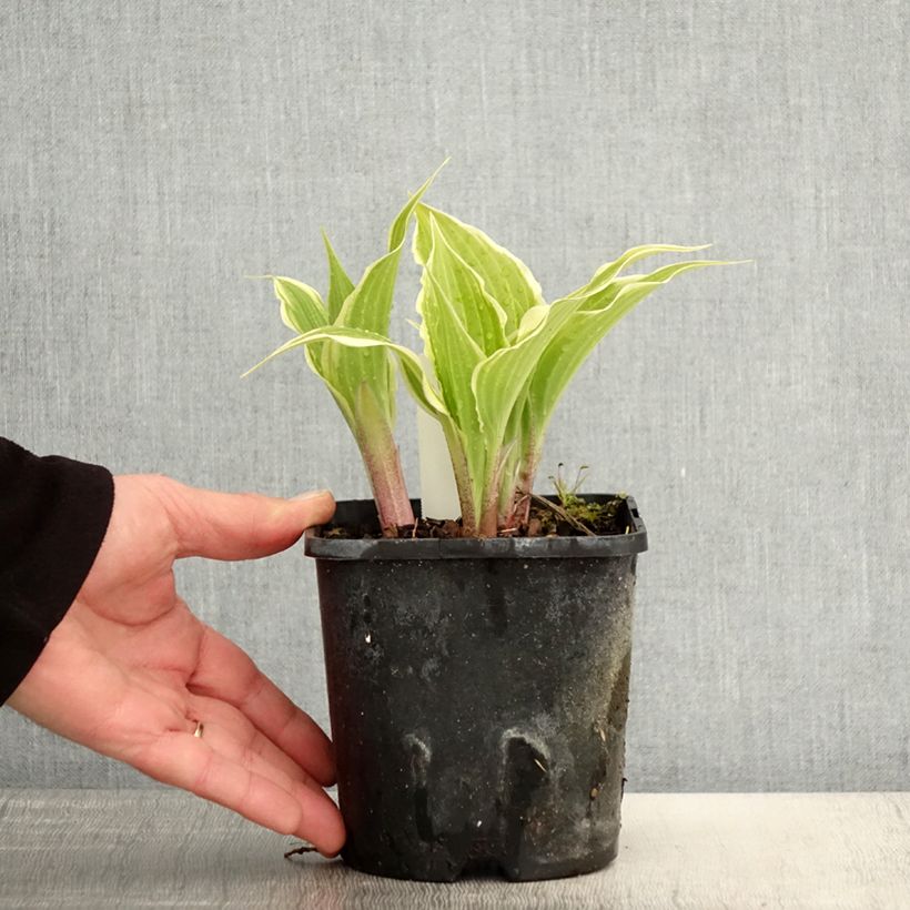 Exemplaar van Hosta Frosted Raspberry - Hartlelie Pot van 1,5 l/2 l zoals geleverd in de lente