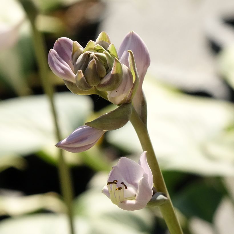 Hosta Goldbrook Glimmer - Hartlelie (Bloei)