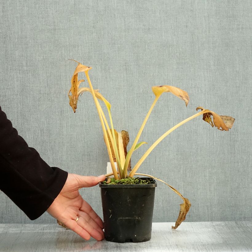 Exemplaar van Hosta Goldbrook Glimmer - Hartlelie Pot van 1,5 l/2 l zoals geleverd in de herfst