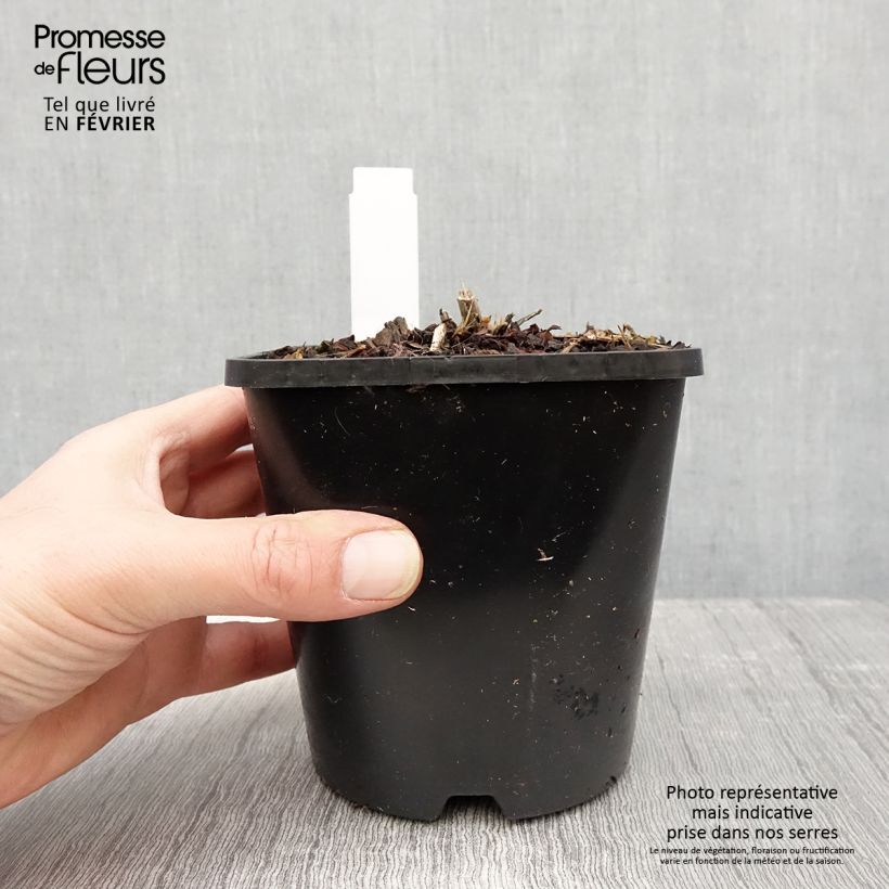 Example of Hosta Goldbrook Glimmer Pot van 1,5 l/2 l as you get in hiver