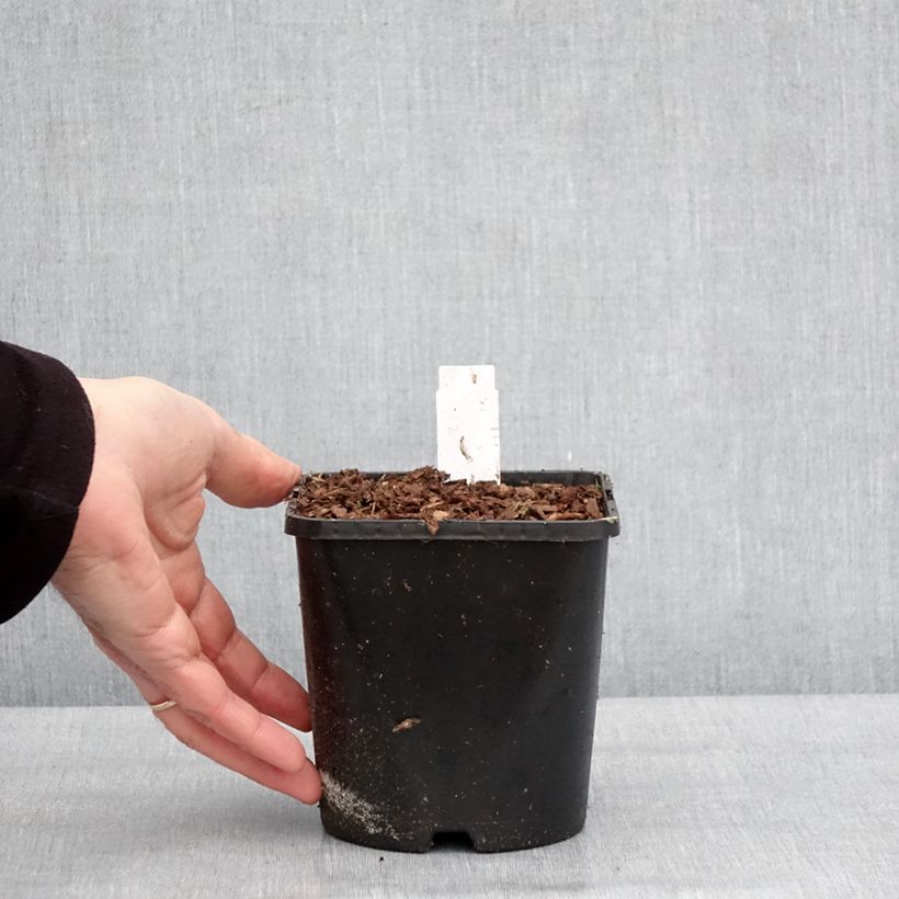 Example of Hosta Golden Needles - Hartlelie Pot van 1,5 l/2 l as you get in hiver