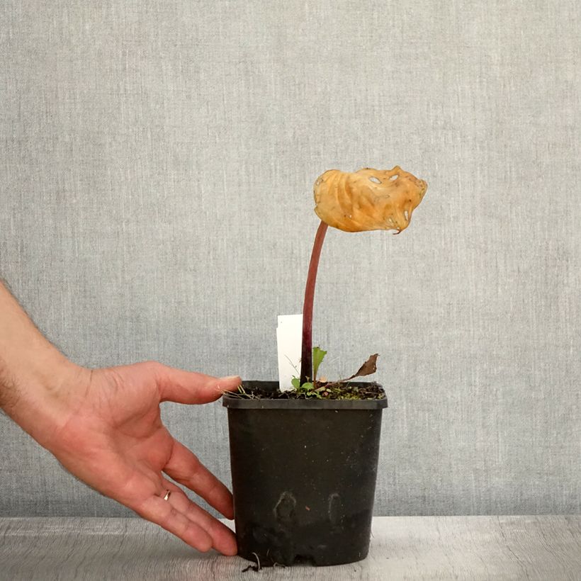 Exemplaar van Hosta Gooseberry Sundae Pot de 1,5L/2L zoals geleverd in de herfst