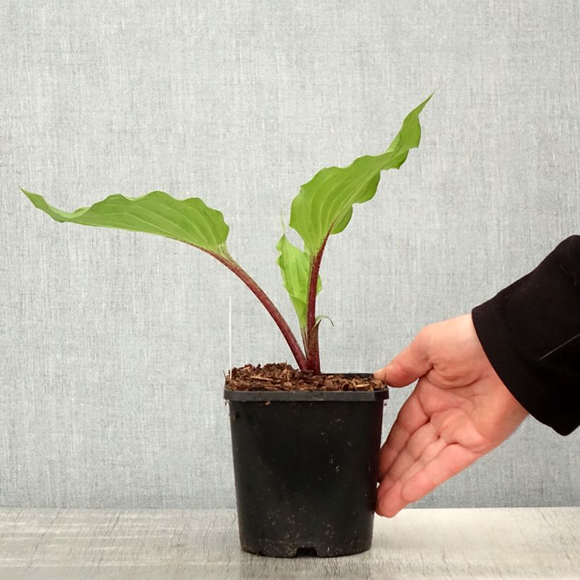 Exemplaar van Hosta Gooseberry Sundae - Hartlelie Pot van 1,5 l/2 l zoals geleverd in de lente