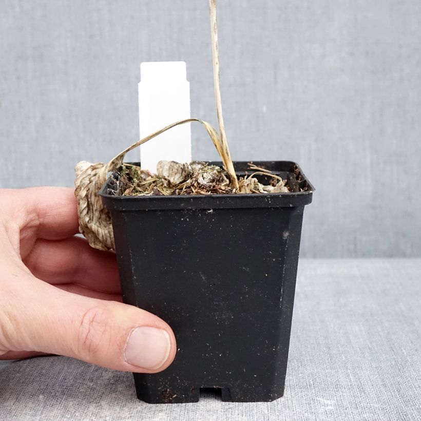 Exemplaar van Hosta Great Expectations - Hartlelie Kweekpotje van 8/9 cm zoals geleverd in de winter