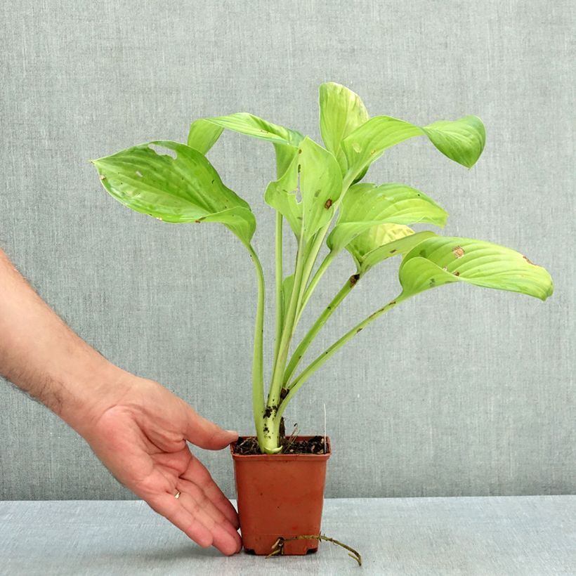 Exemplaar van Hosta Guacamole - Hartlelie Kweekpotje van 8/9 cm zoals geleverd in de zomer