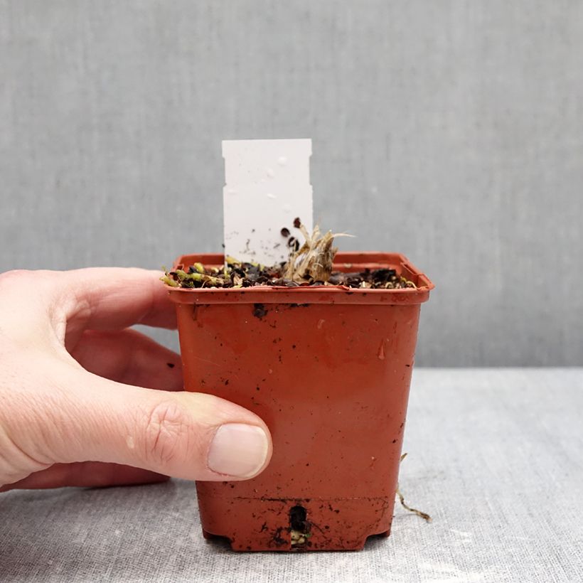 Example of Hosta Guacamole Kweekpotje van 8/9 cm as you get in hiver