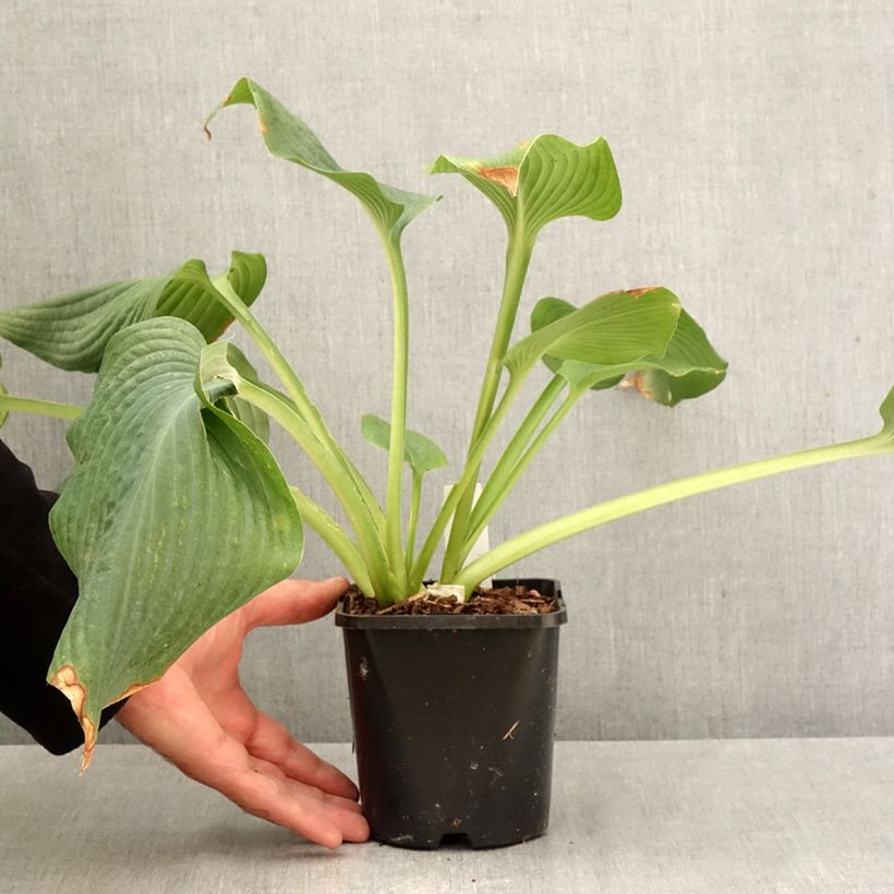 Exemplaar van Hosta Guardian Angel - Hartlelie Pot van 1,5 l/2 l zoals geleverd in de herfst