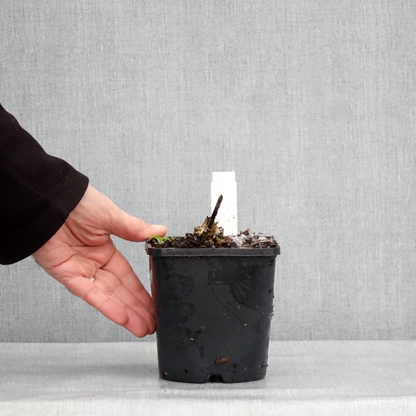 Exemplaar van Hosta Guardian Angel - Hartlelie Pot van 1,5 l/2 l zoals geleverd in de winter