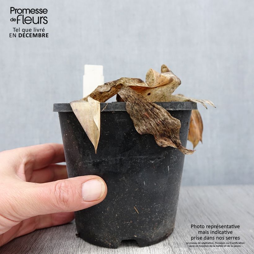 Exemplaar van Hosta tardiana Halcyon - Hosta Pot van 1 l/1,5 l zoals geleverd in de herfst
