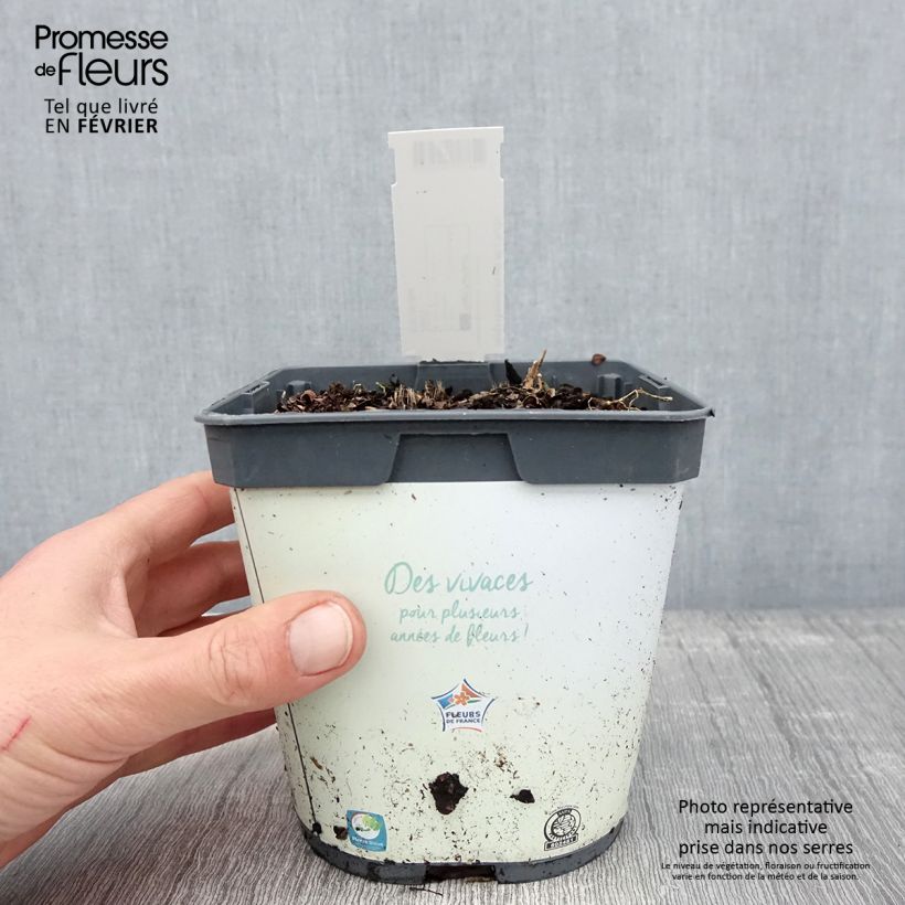 Example of Hosta tardiana Halcyon - Hosta Pot van 1 l/1,5 l as you get in hiver