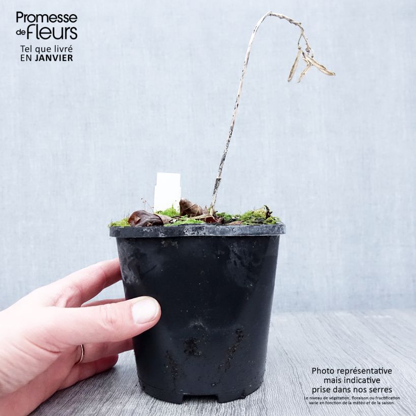 Example of Hosta Hans Pot van 1,5 l/2 l as you get in hiver