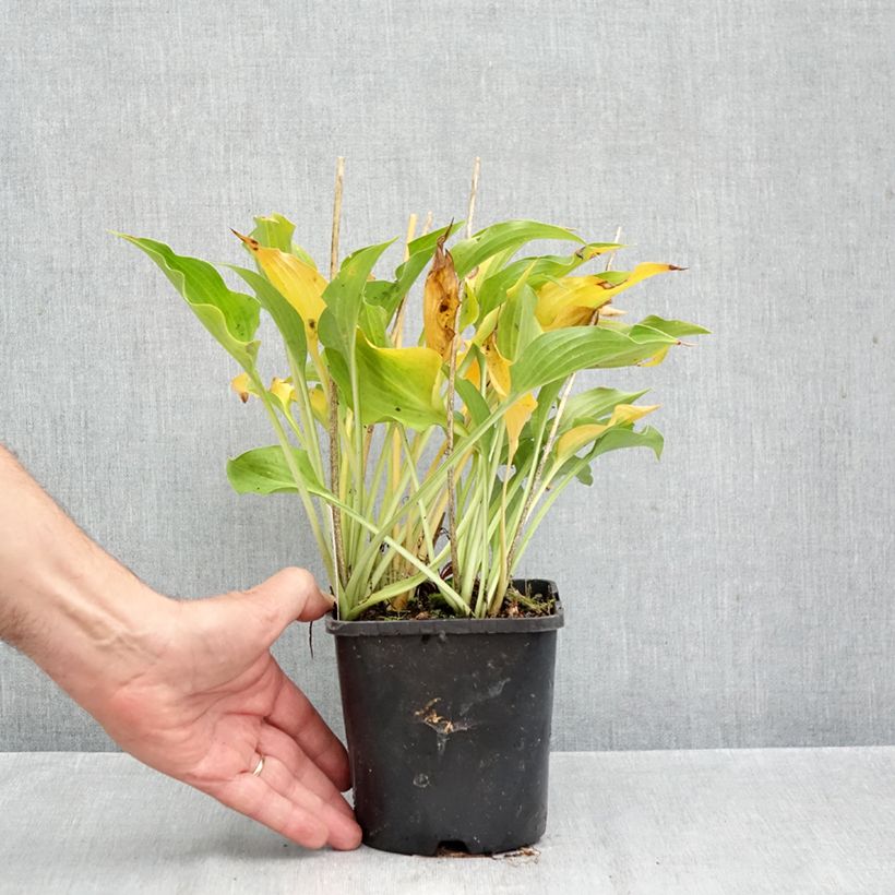 Exemplaar van Hosta Harry Van Trier - Hartlelie Pot van 1,5 l/2 l zoals geleverd in de herfst